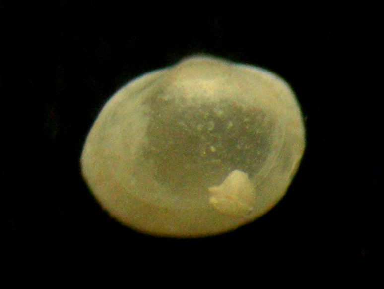 microgloma tumidula